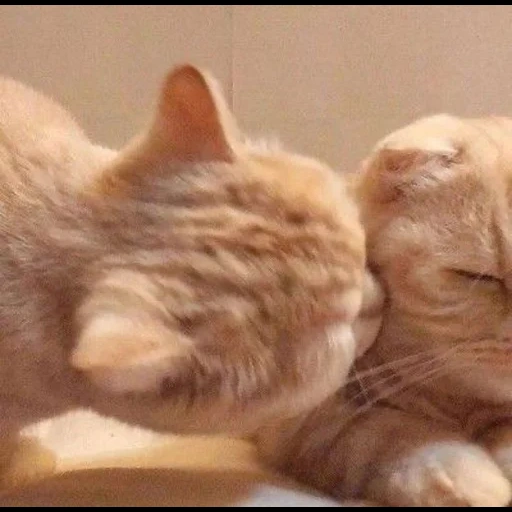 gato, gatos, perro marino, abrazo de estilo sello, abrazo de las focas