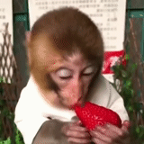 женщина, обезьянки, вкуснятина, максименков, макака обезьяна