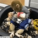 29 giugno, scimmie, monkey love, monkey per bambini, la scimmia si nutre