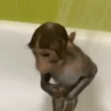 обезьянка моется, обезьянки домашние, маленькая обезьянка, прикольные обезьянки, яванская макака домашняя