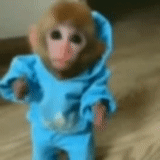 scimmie, monkey per bambini, meme in una scimmia, immettere la richiesta, scimmie fatte in casa