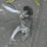 monkey, обезьянки, baby monkey, гифка обезьяна, обезьяна мартышка