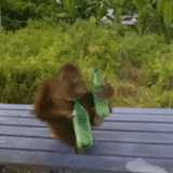 animales salvajes, los golpes de mono, mono orangutang, nacido de la voluntad de 2011, persona extraordinaria