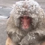 los regalos del kuban, macacos japoneses, mono de nieve, macacos japoneses en invierno, macaco de nieve japonés
