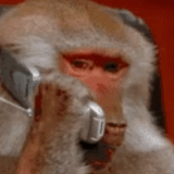 vapor, liga para mim, o macaco fala ao telefone, o macaco está falando ao telefone