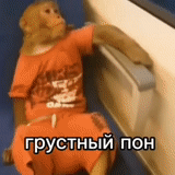 seekor monyet, yang tersisa, memang monyet, hewan hewan itu lucu, yasha lazarevsky