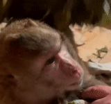 un singe, singe makaku, singe, singe à la maison, macaques zyama maison