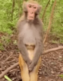sydney, un mono, meme de mono, cristiano ronaldo, meditación de mono