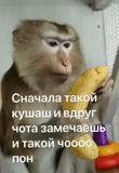 мартышка, обезьяна, обезьянка семён, обезьяна макака, обезьянка бананы