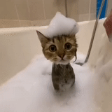 gato, gato, gatos, gato del baño, ducha de sombrero de gato