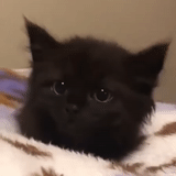 кот, кошечка, черный котенок, пушистые котята, черный пушистый котенок