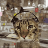 gato, flexite de gato, os fones de ouvido do gato, fones de ouvido de meme gato, fones de ouvido de gato atual
