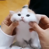 cute cats, the animals are cute, cute fingers are cute, cute cats with cheeks, cute cats are funny
