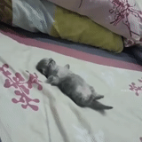 animaux félins, charmant animal, chaton endormi, jouet fatigué de dormir, chaton charmant