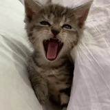 cat, cat, cat, a cat, yawning cat