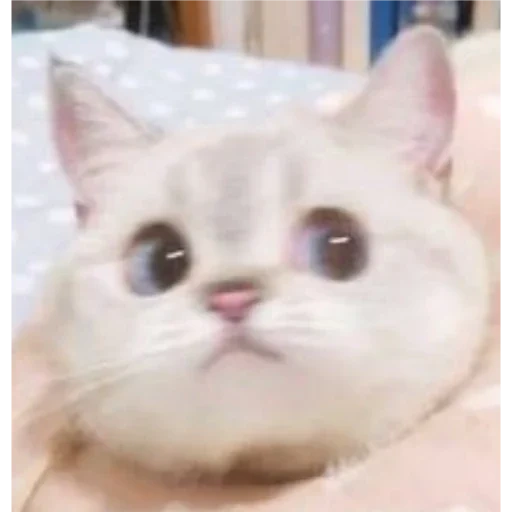 cat, seal, lovely cat, lovely seal, cute cat meme