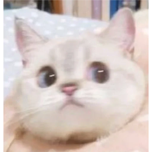 gato, gato, lindo gato, gatos lindos, memes de gatos encantadores