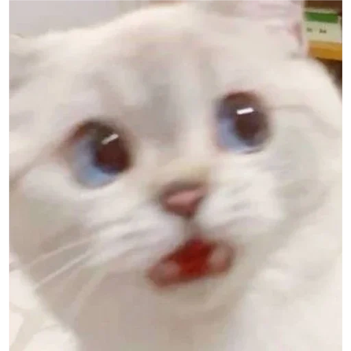 meme gatito, gato de vaska, gatos lindos, un gato mememic, querido meme de gato