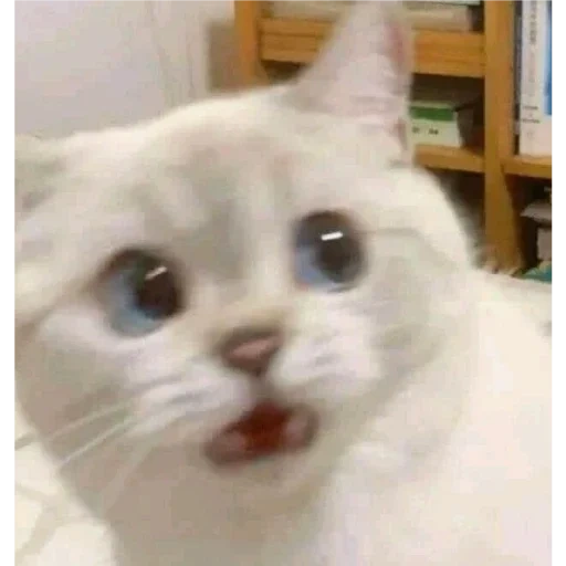 cat, cat, cat meme, white cat meme, cute cat meme