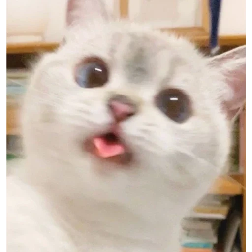 gato, cão do mar, motivo de gatinho, gato chamado, cat meme responde