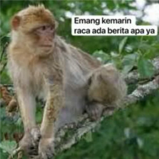 un singe, makaku magot, les merdes de singe, singe makaku, makak sumatransky