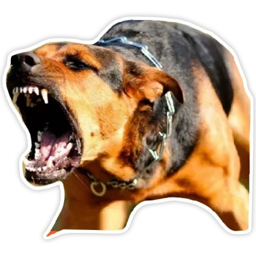 cane, la rabbia, cane malvagio, rabbia canina, cane aggressivo