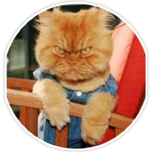 evil cat, frowning cat, evil cat, a serious cat, angry red cat