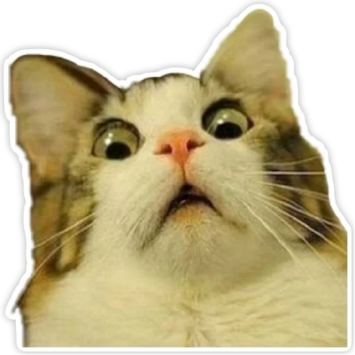 cat, cat meme, cat meme, surprised cat, cat with abnormal expression