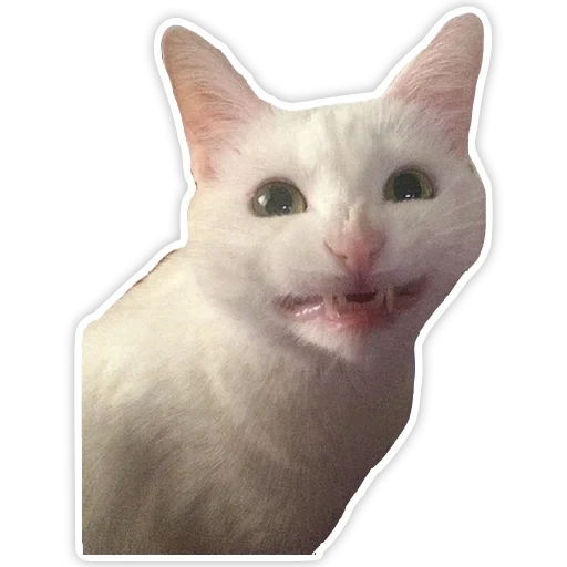 кот мем, мем котик, коты мемы, упоротый кот, улыбающийся кот мем