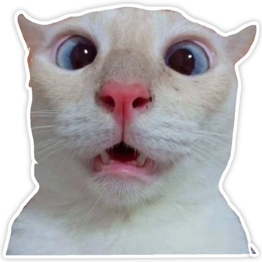 cat, cat, cats are funny, white cat meme, funny cat 2022