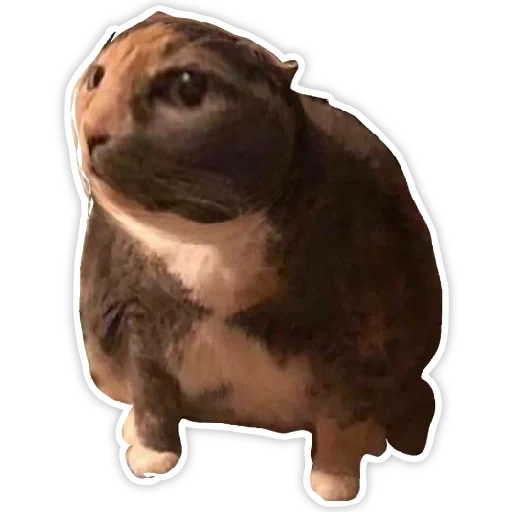 fat cat meme, a ridiculous animal, pets