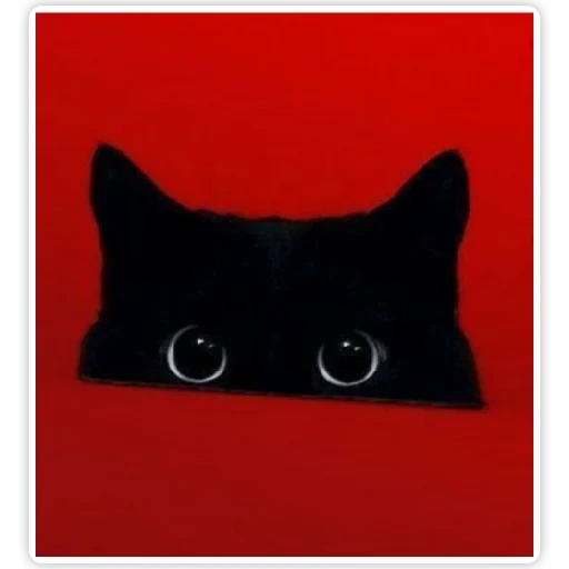 gatto, gatto, gatto nero, animali carini, il gatto è sfondo rosso
