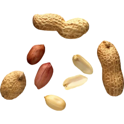 cacahuète, arachis noix, noix de singe mattpear, arachis close up, arachis avec un fond blanc d'en haut