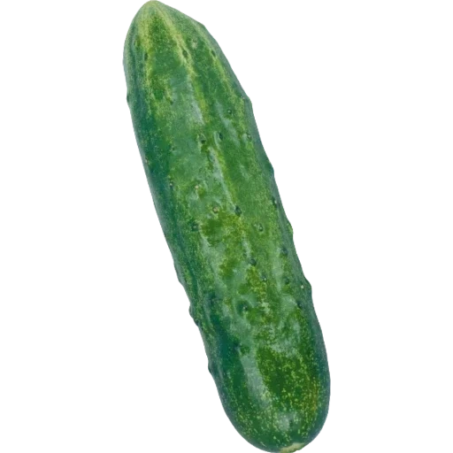 pepino, pepino verde, kukumber pepino, pepino con fondo blanco, pepino de un fondo transparente