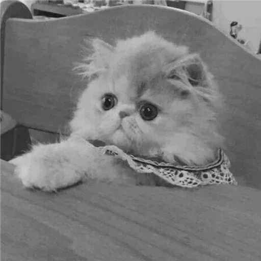 кошка, пушистый котенок, персидская кошка, персидские котята, персидская кошка белая