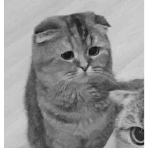 cat, kote, cat, scottish fold, cute cats are funny