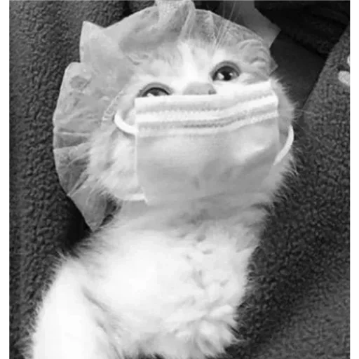 gato, máscara de gato, máscara de gato, kitty con una gorra médica, gatito con una máscara médica