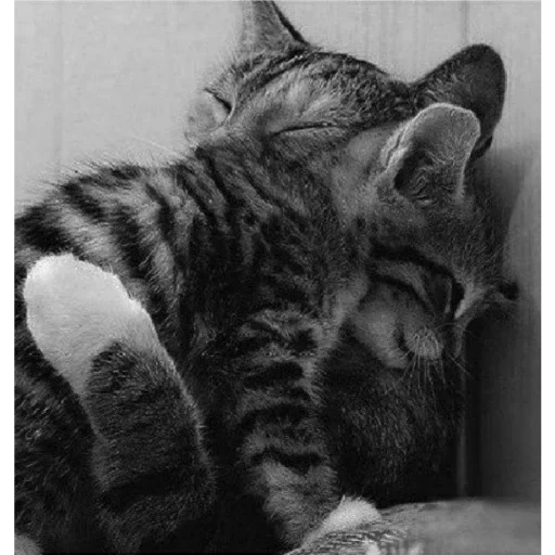amado gato, cats abrazos, abrazos de gatito, después de mucho tiempo, gatos abrazando