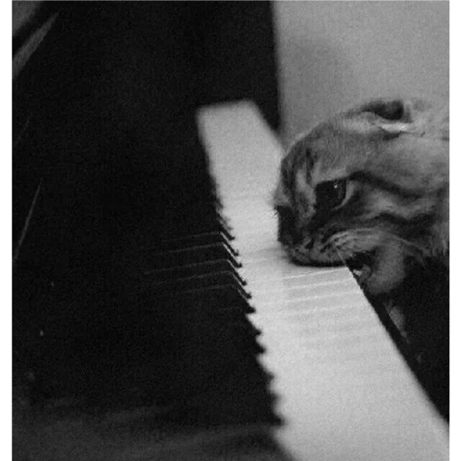 pianiste de chat, piano pour chat, les otaries à fourrure sont ridicules, piano pour chat, chat triste derrière le piano