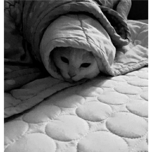 cobija, el gato es una manta, gato de una manta, manta de gatito, humor de manta cálida