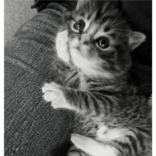 cats, cats, les chats sont mignons, chaton gris, chaton mignon