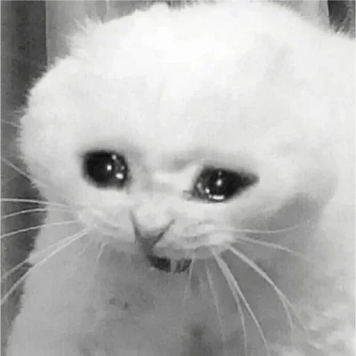 chat qui pleure, chat triste, chat qui pleure, mème de chat pleurant, mèmes chatons tristes