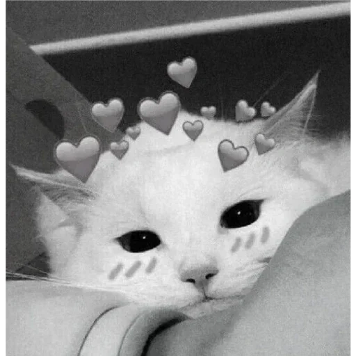 charmant phoque, chat en forme de cœur, chaton de coeur mignon, un phoque avec un cœur sur la tête, chat mignon avec un cœur sur la tête