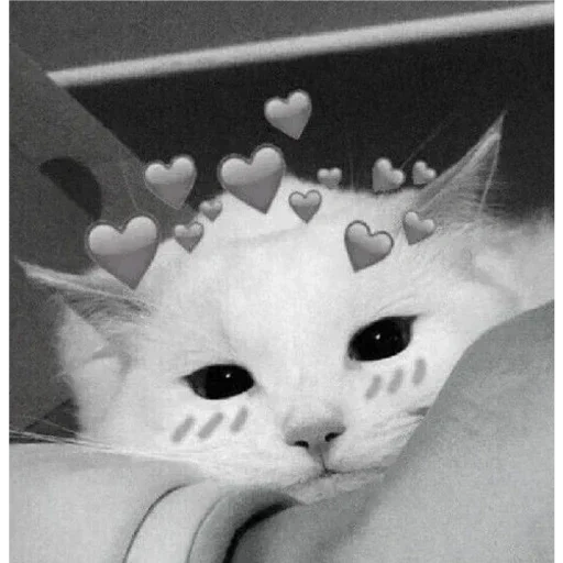 gatos lindos, corazón de gato, lindos gatos con corazones, gatos con corazones por encima, lindo gato con corazones por encima