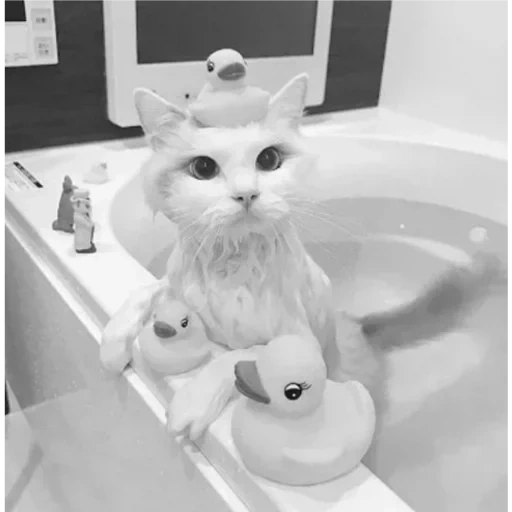 chat de salle de bain, chat de baignoire, bain de chat, chat de salle de bain blanc, les chattes mignonnes sont drôles
