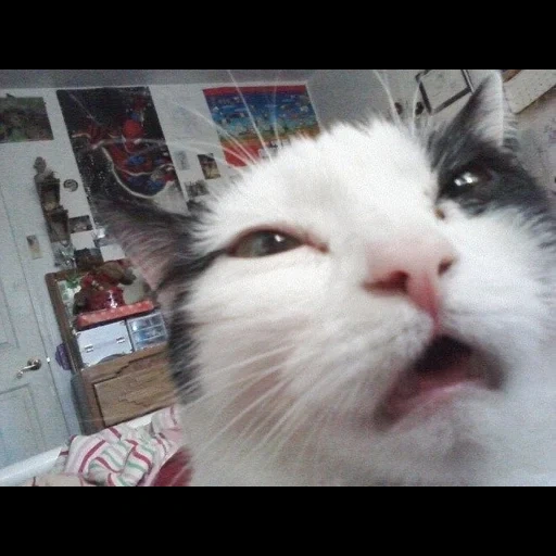 cat meme, cat face, a sneezing cat, a fumigated cat, a smoking cat