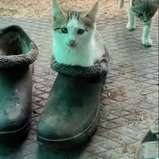 chat, chats, chat, chats, chat de bottes