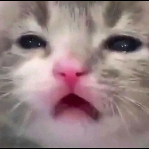 cat, seal, lovely seal, crying cat, meme cute cat