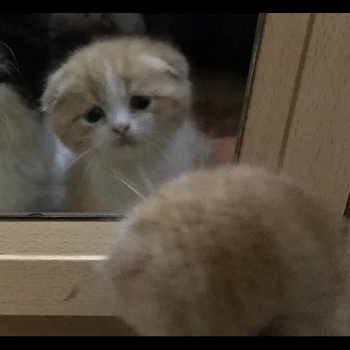 cat, cat, cats, funny cat, a charming kitten