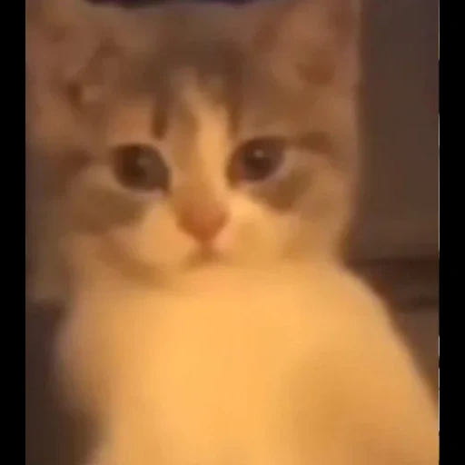 cat, kurt, cat, seal, funny cat video